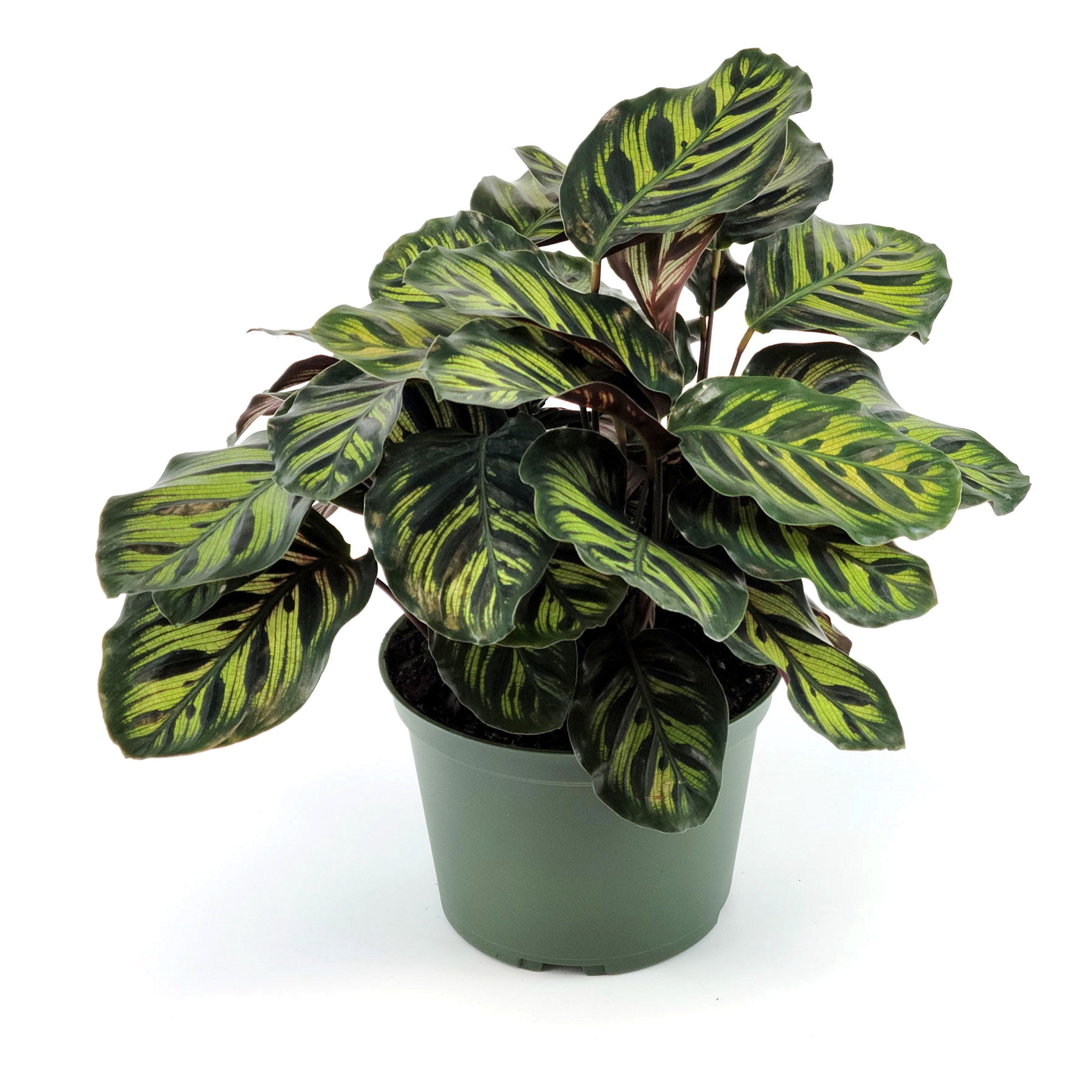 6 in. Calathea Makoyana Plant in Grower Container