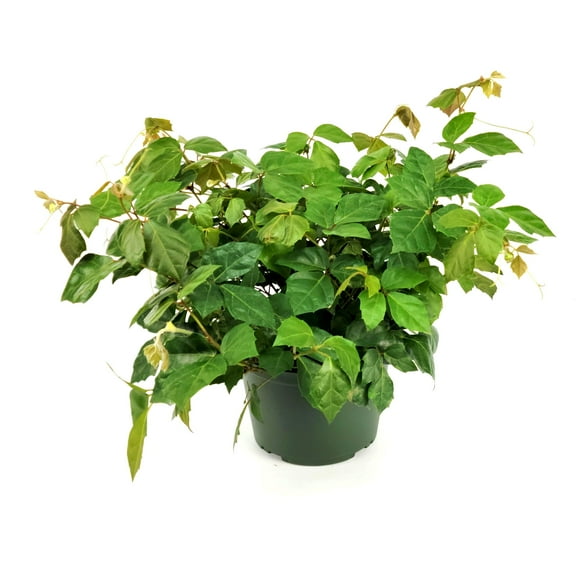 6 in. Cissus Ellen Danica Oak Leaf Plant in Grower Container