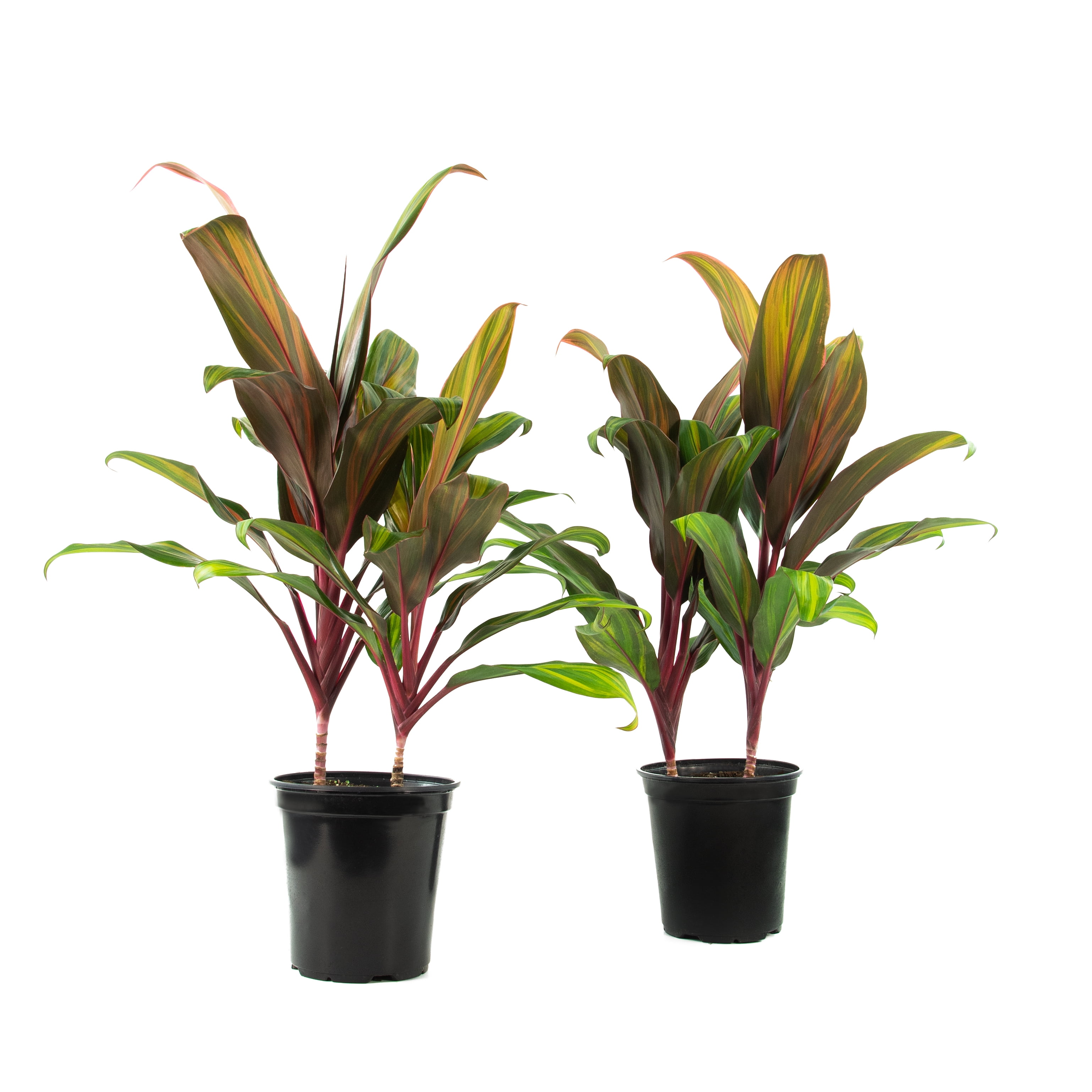 6 in Cordyline Harlequin Live Houseplant with Bright Indirect Sun- 2 Piece 