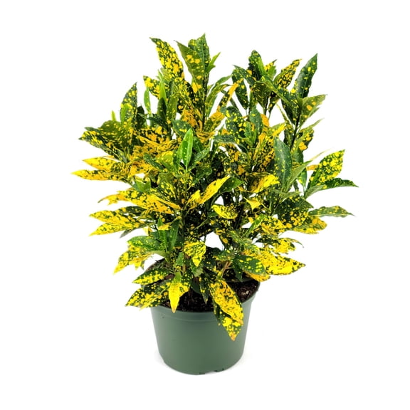 6 in. Croton Gold Dust Plant in Grower Container