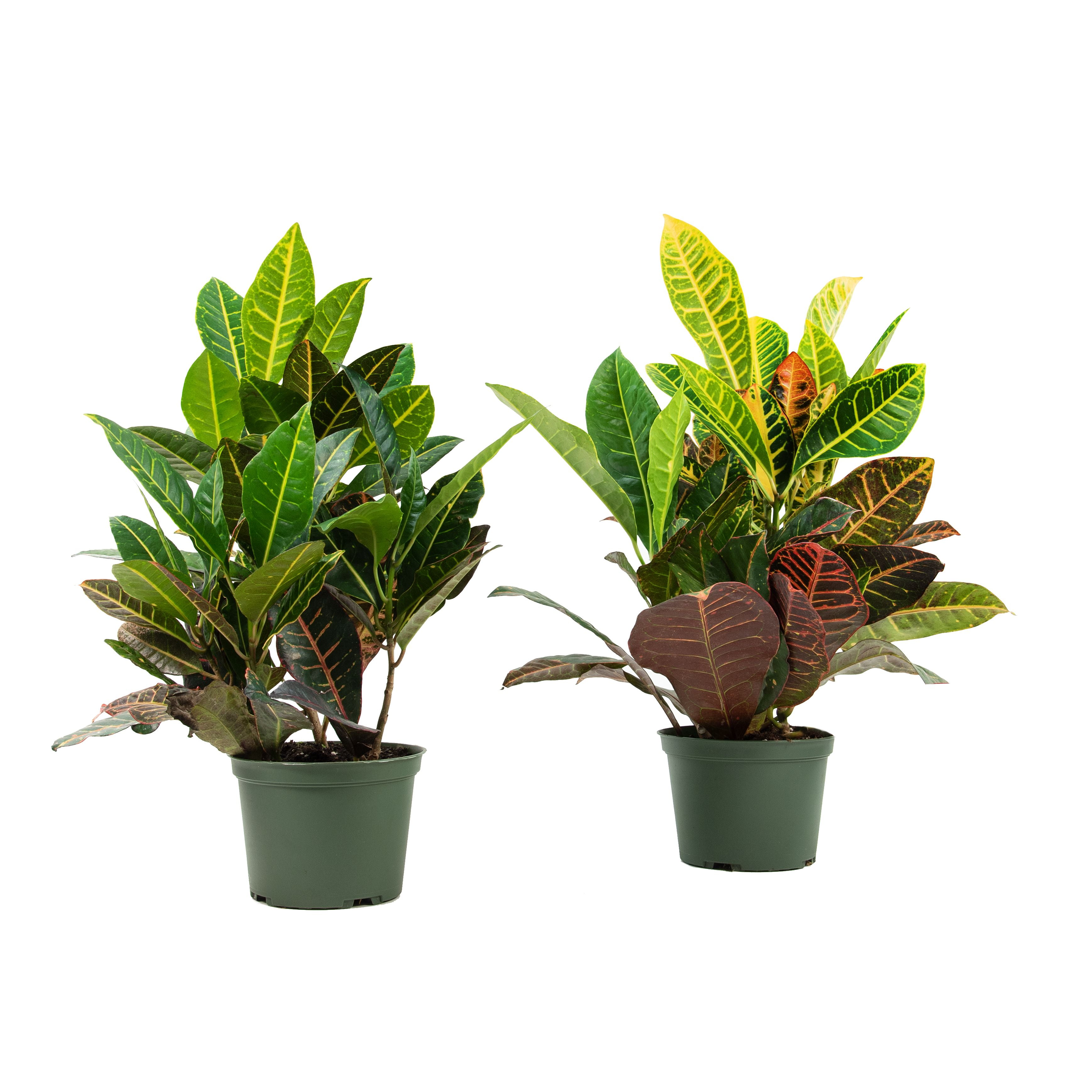 6 in Croton Petra Ornamental Plant in Green Container - 2 Pack