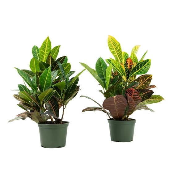6 in Croton Petra Live Ornamental with Bright Indirect Sunlight - 2 Piece
