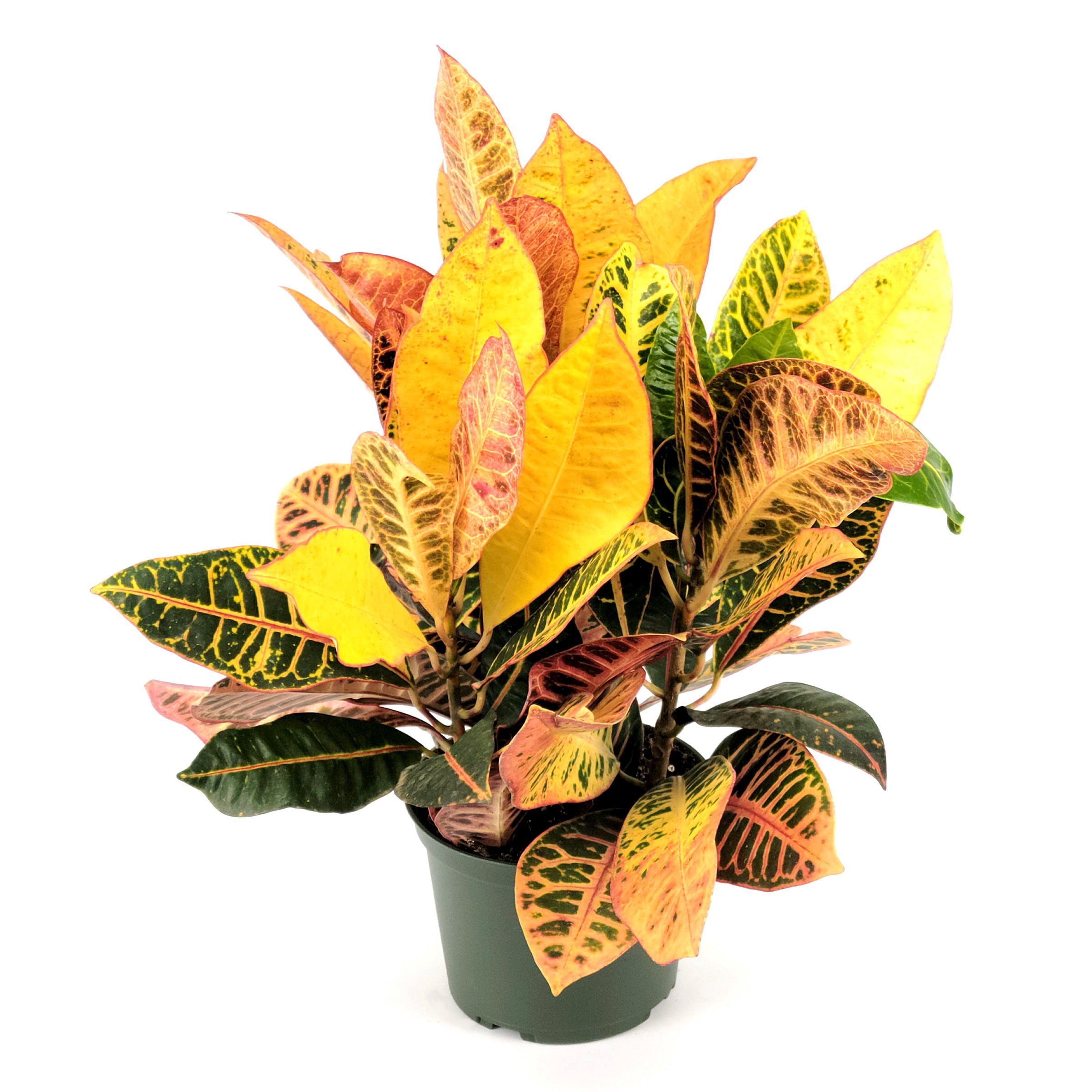 6 in. Croton Petra Plant in Grower Container