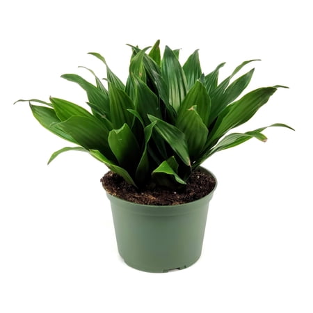 6 in. Dracaena Janet Craig Compacta Plant in Grower Container
