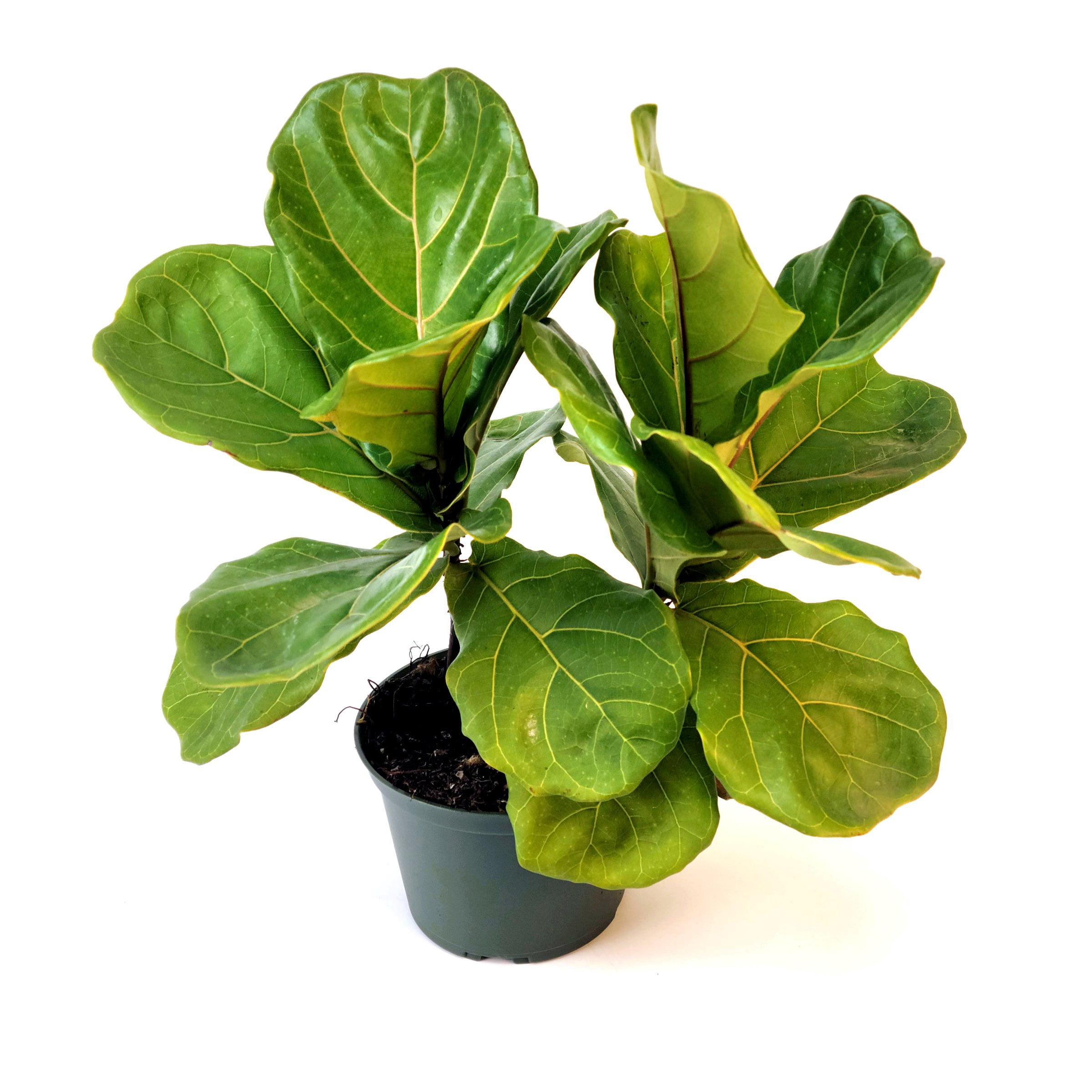 6 in. Ficus Lyrata Suncoast Plant in Grower Container