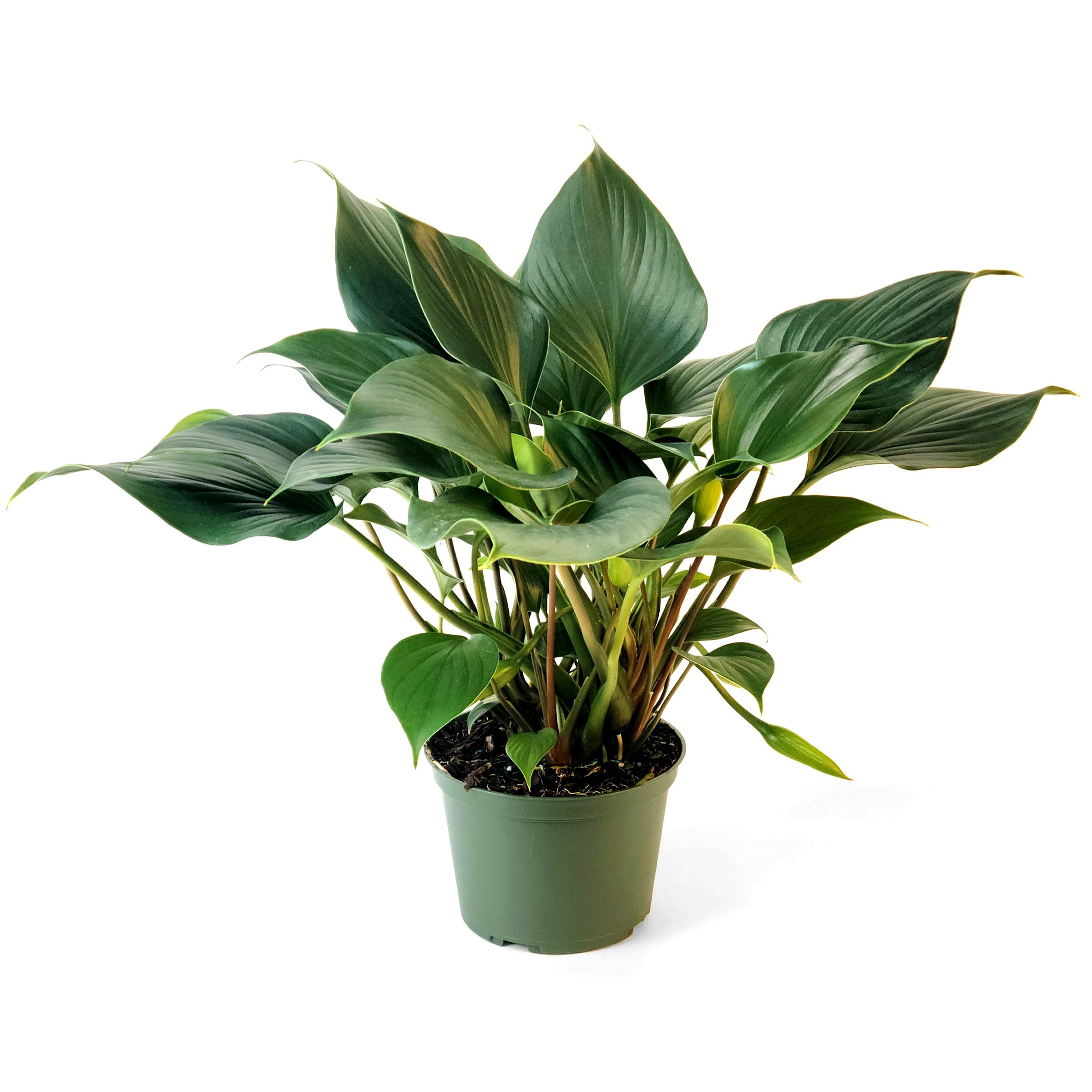 6 in. Homalomena Emerald Gem Plant in Grower Container - Walmart.com