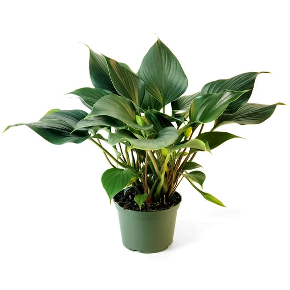 6 in. Homalomena Emerald Gem Plant in Grower Container
