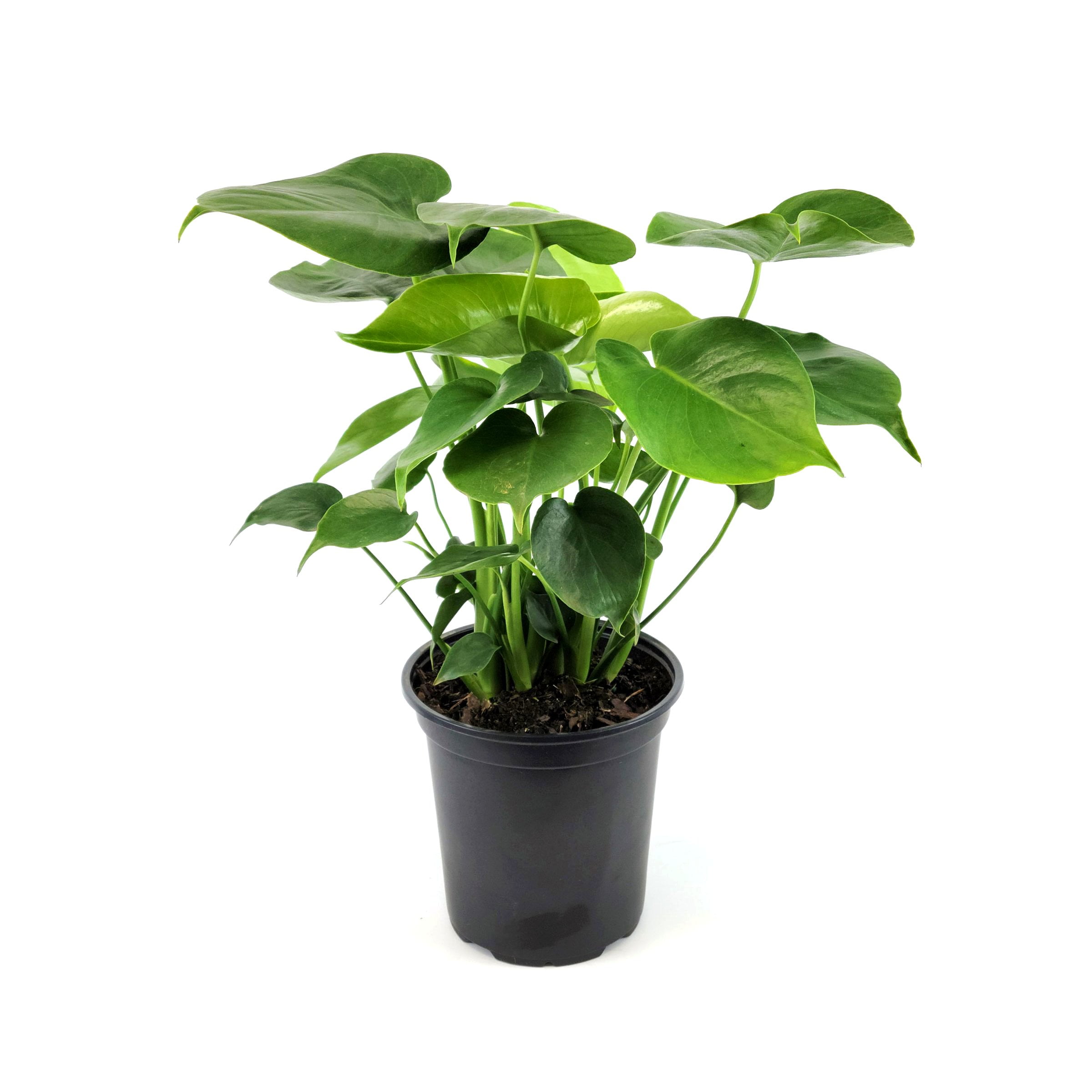 golden violin philodendron Philodendron - Golden Violin main image 0
