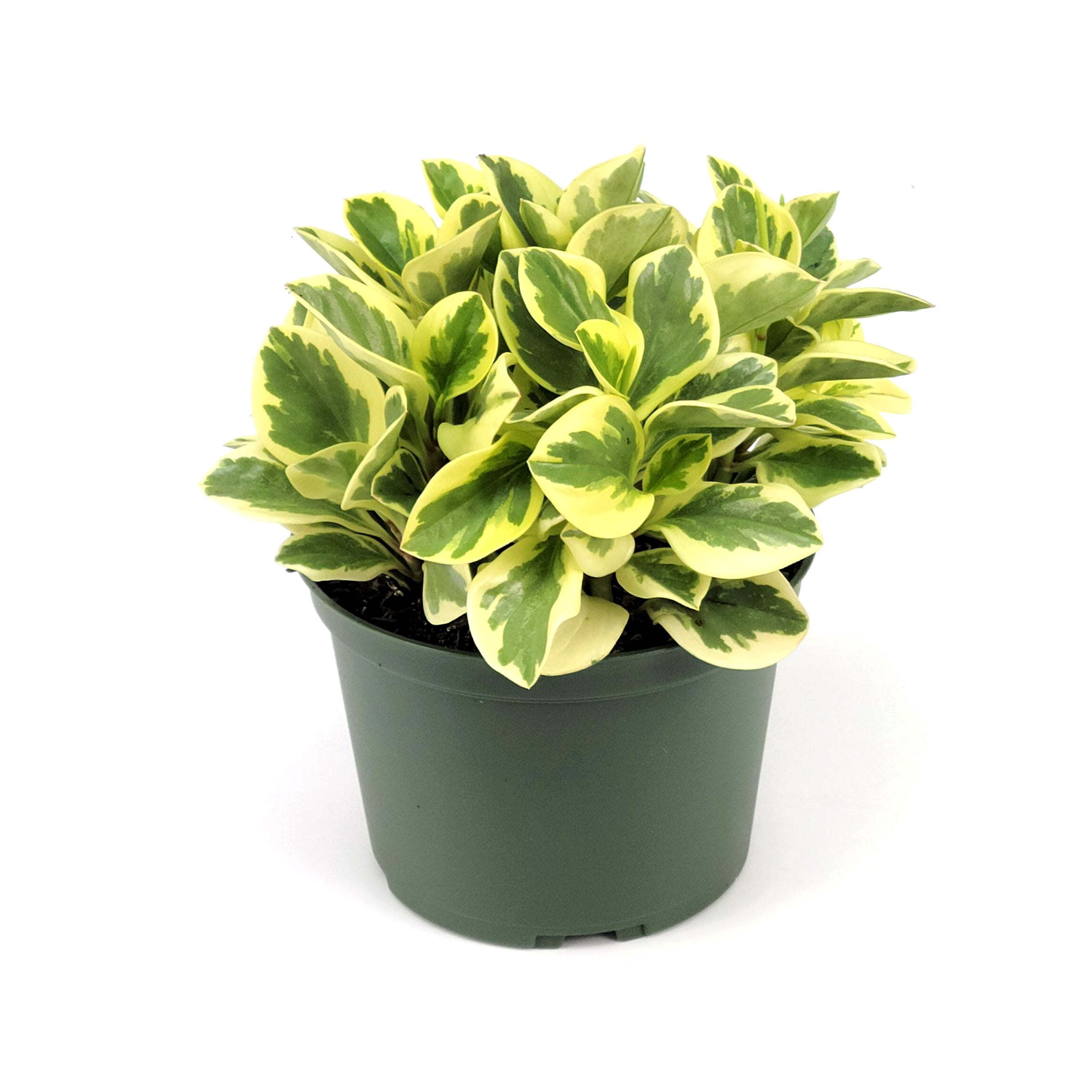 6 in. Peperomia Citrus Twist Plant in Grower Container