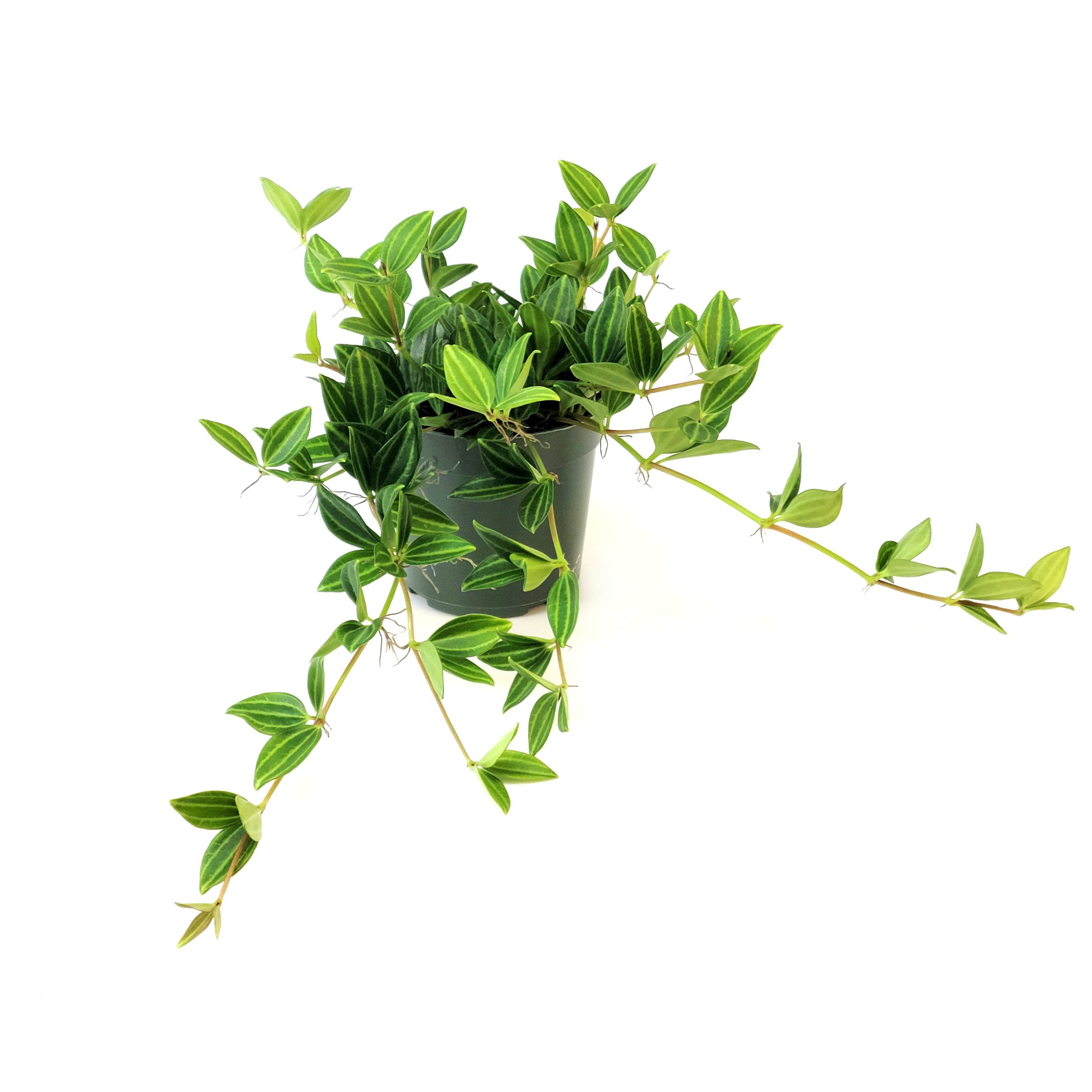 6 in. Peperomia Funky Frog Plant in Grower Container