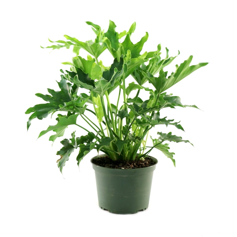6 in. Philodendron Lickety Split Plant in Grower Container - Walmart.com