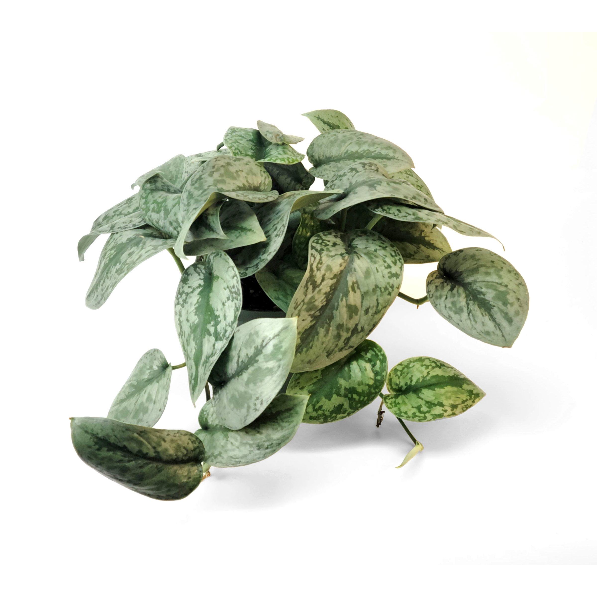 6 in. Pothos Silver Satin Plant in Grower Container