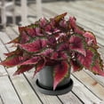 thumbnail image 1 of 6 in Rex Begonia Cherry Fields Live Houseplant with Bright Indirect Sun, 1 of 6