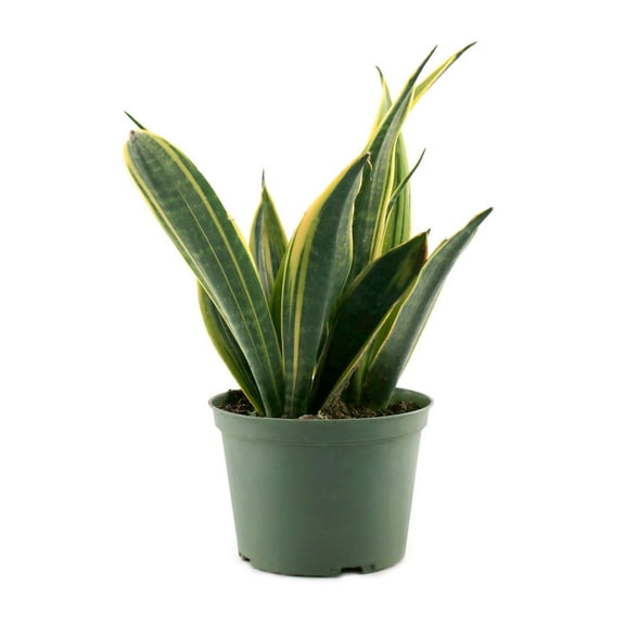 6 in. Sansevieria Gold Flame Plant in Grower Container