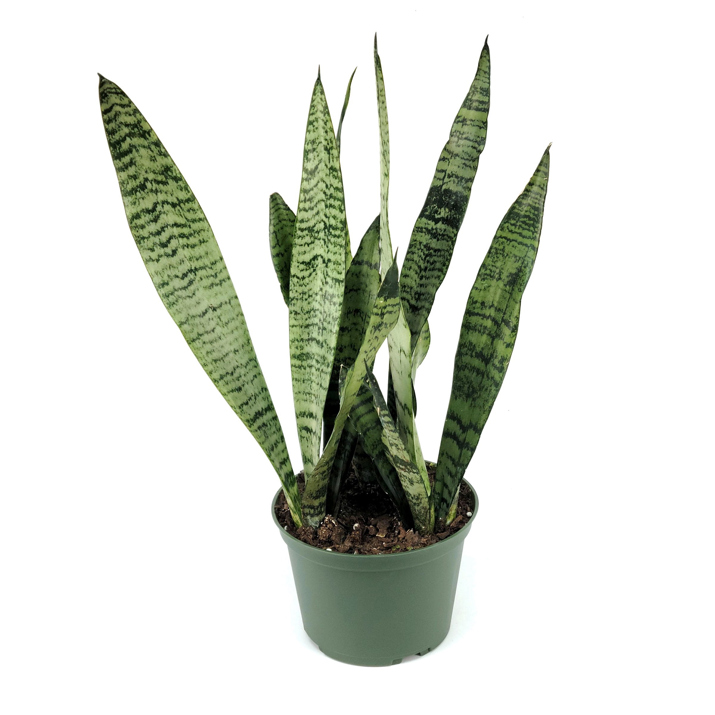 6 in. Sansevieria Zeylanica Plant in Grower Container