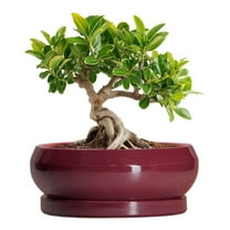 6 inch Ceramic Planter for Succulents,Shallow Small Flower Pot with Drainage Hole & Saucer for Indoor Plants & Home Decorative,Agate Red