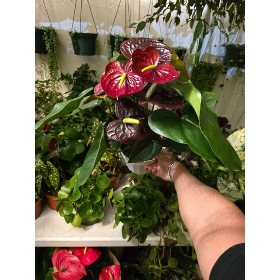 6 inch Pot- 12" tall XL plant Red Wine Anthuriums Lace Leaf Bushy Live Indoor Plant easy care