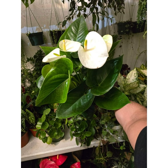 6 inch Pot- 12" tall XL plant White Anthuriums Lace Leaf Bushy Live Indoor Plant easy care