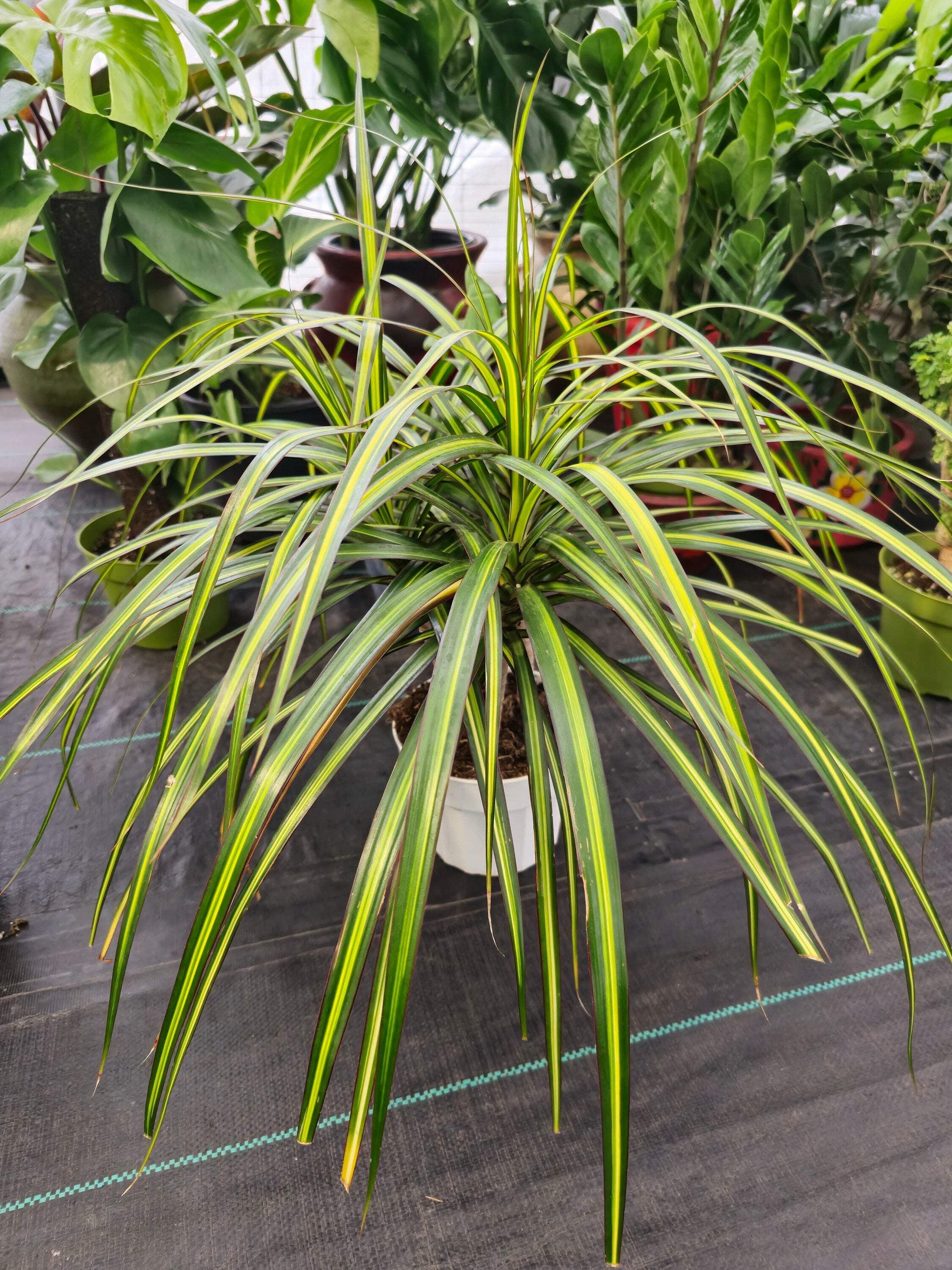 platinum blonde lavender plant Lavandula a Platinum Blonde 1gal English Lavender – Cornell Farm main image 1