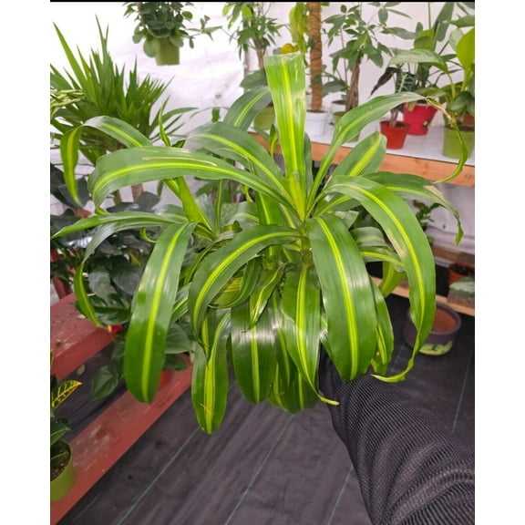 6 inch Pot, 1ft Tall - Dracaena "Hawaiian Sunshine" Palo de Brasil LIVE PLANT #010