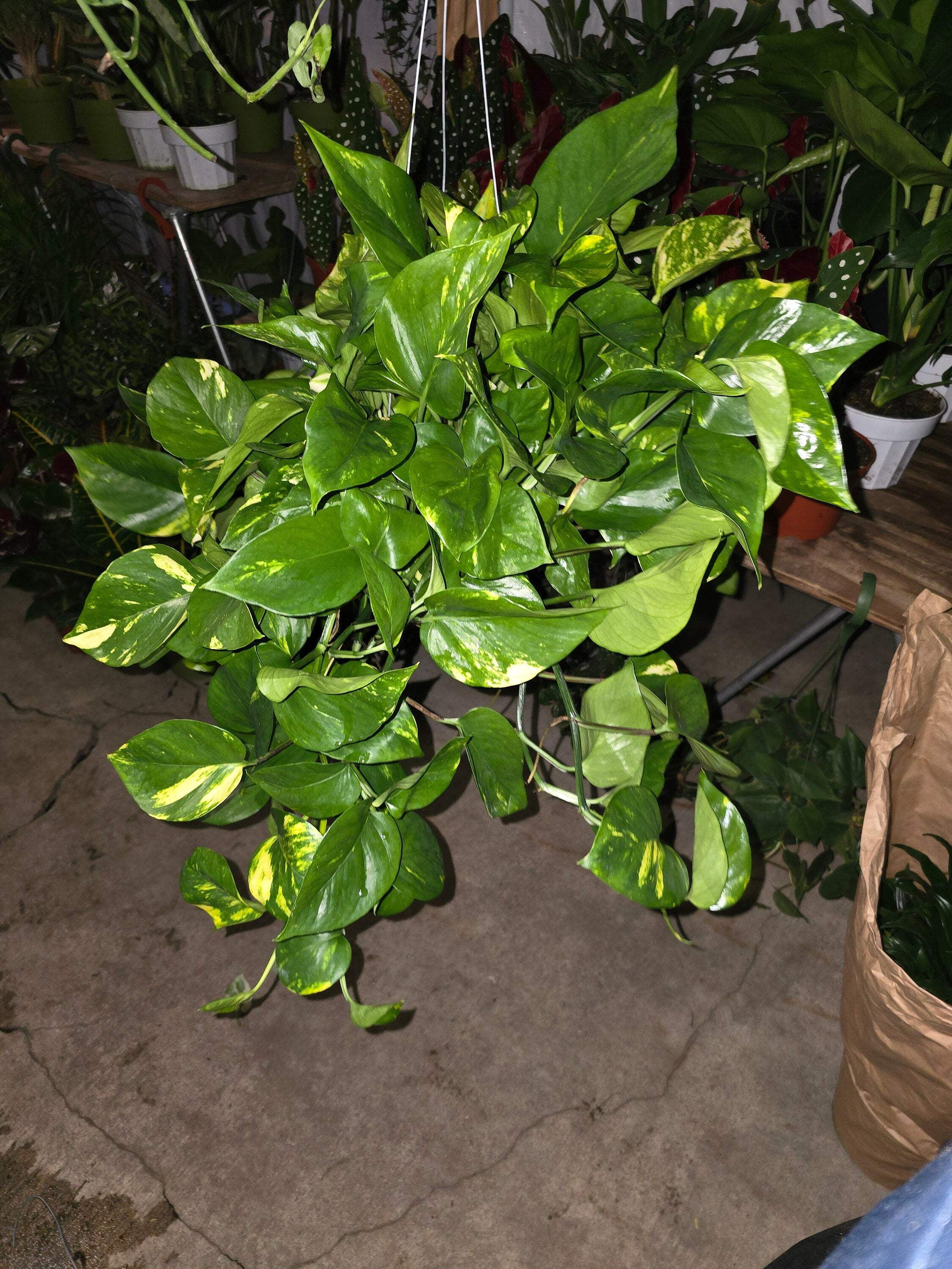 Allergies Plants