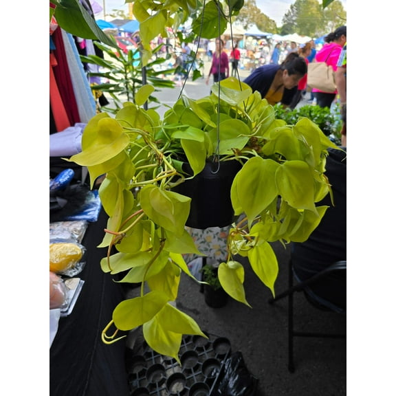 6 inch Pot - Big plant Philodendron Neon Cordatum -Easy Care - Get similar to picture!