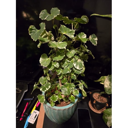 6 inch Pot Ceramic- Exact Plant - Aralia Balfouriana, Rare House Plants Live Indoor House Plants, Exotic House Plants Indoors Live Plants Indoor, Rare Plants - Picture September 21, 2024