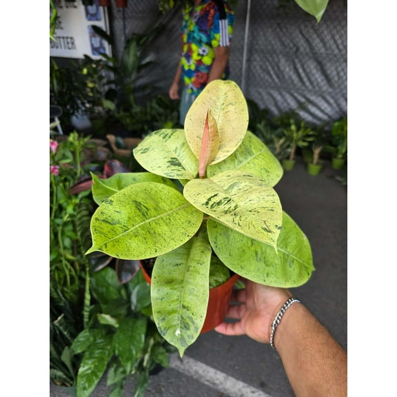 6 inch Pot - Ficus Elastica Shivereana Moonshine - House Plants Air Purifier - Get one similar as picture