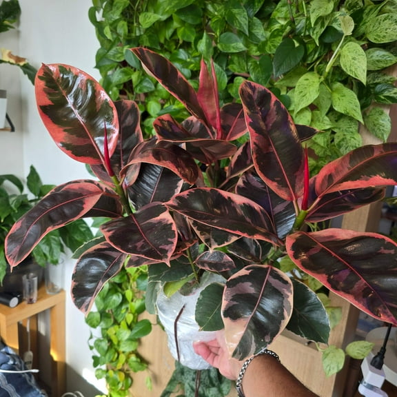 6 inch Pot - Ficus elastica "Red Ruby" Variegated Rubber Tree