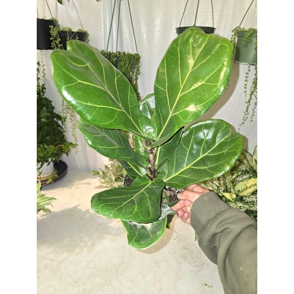 6 inch Pot - Fiddle Leaf Fig Ficus Lyrata Live Houseplant - Get similar to the picture!