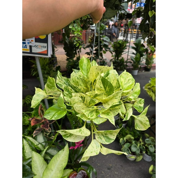 6 inch Pot - Live snow Queen Pothos, Variegated Plant, Office Gift, Gardener Gift, Plant Lover Gift, Live Decoration - Get similar as picture
