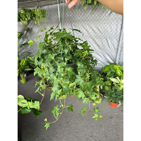 6 inch Pot - Needlepoint Ivy Elegant Trailing Vine Live Plant - Get similar to the picture