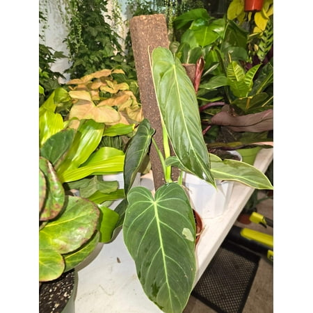 6 inch Pot - Philadendron Melanocrysum Rare Tropical plant with a pole - Live Plant - Get similar as picture