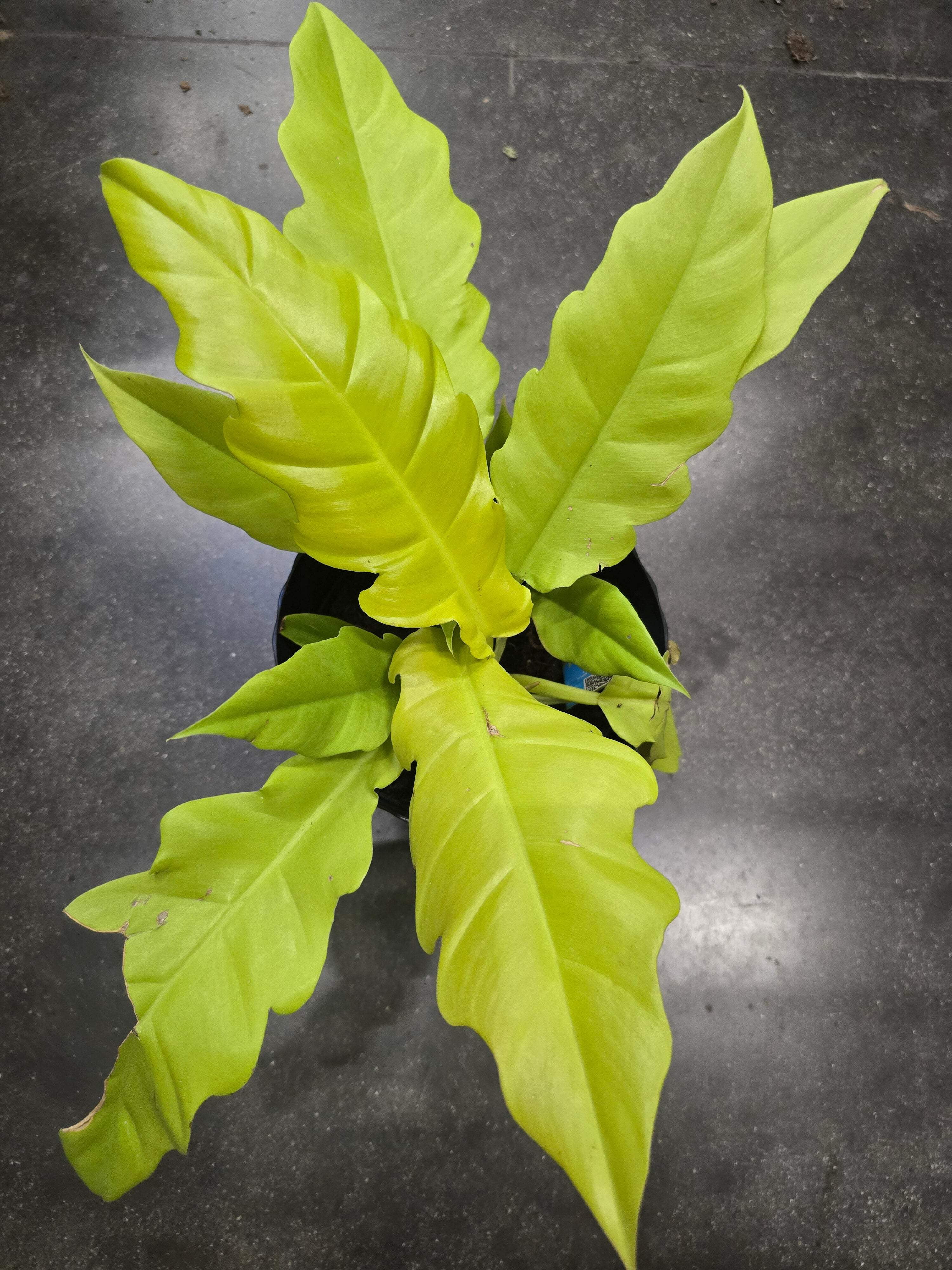6 inch Pot- Philodendron 'Golden Crocodile' Beautiful Plant indoor outdoor- Get Similar