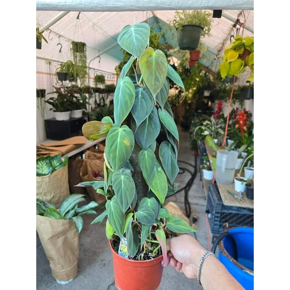 6 inch Pot - Philodendron Micans - Philodendron Hederaceum 'Micans' - Rare and Elegant Indoor Vine on a Pole - Get similar to the picture