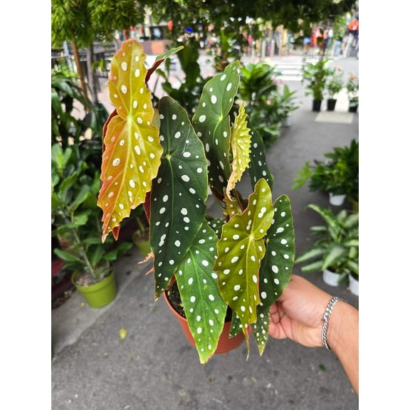 6 inch Pot- Polka Dot Begonia, Begonia Maculata Wightii 1-1.5 ft. Tall indoor plant Easy care- Get similar to picture