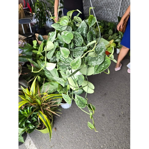 6 inch Pot - Silver Splash Pothos - Live Scindapsus Pictus Exotica, Silver Satin - Hanging Plant - Air Purifier - Get one like the picture