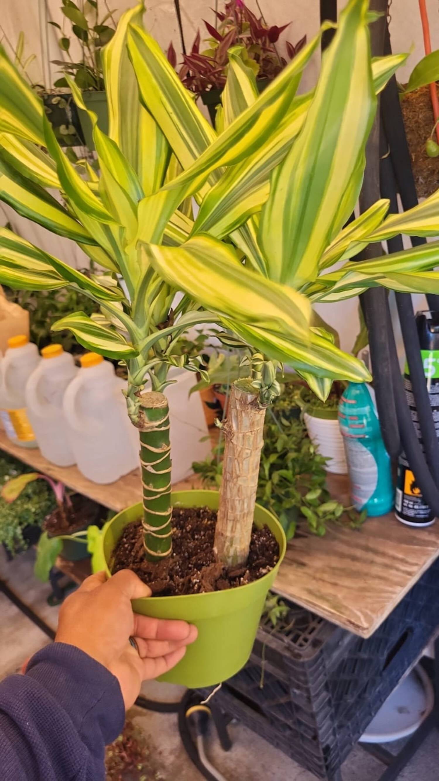 6 inch Pot - Sol Cane Dracaena- Easy to Grow House Plant - Get similar to  the picture - Walmart.com