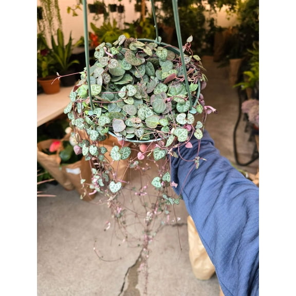 6 inch Pot - String of hearts Succulent, beautiful hanging plant indoor and outdoor - Get similar to picture