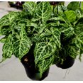 thumbnail image 1 of 6 inch Pot - Syngonium Batik Variegata, Syngonium glo go Live Rare Houseplants Very Elegant indoor Plant - Get similar to the picture, 1 of 4