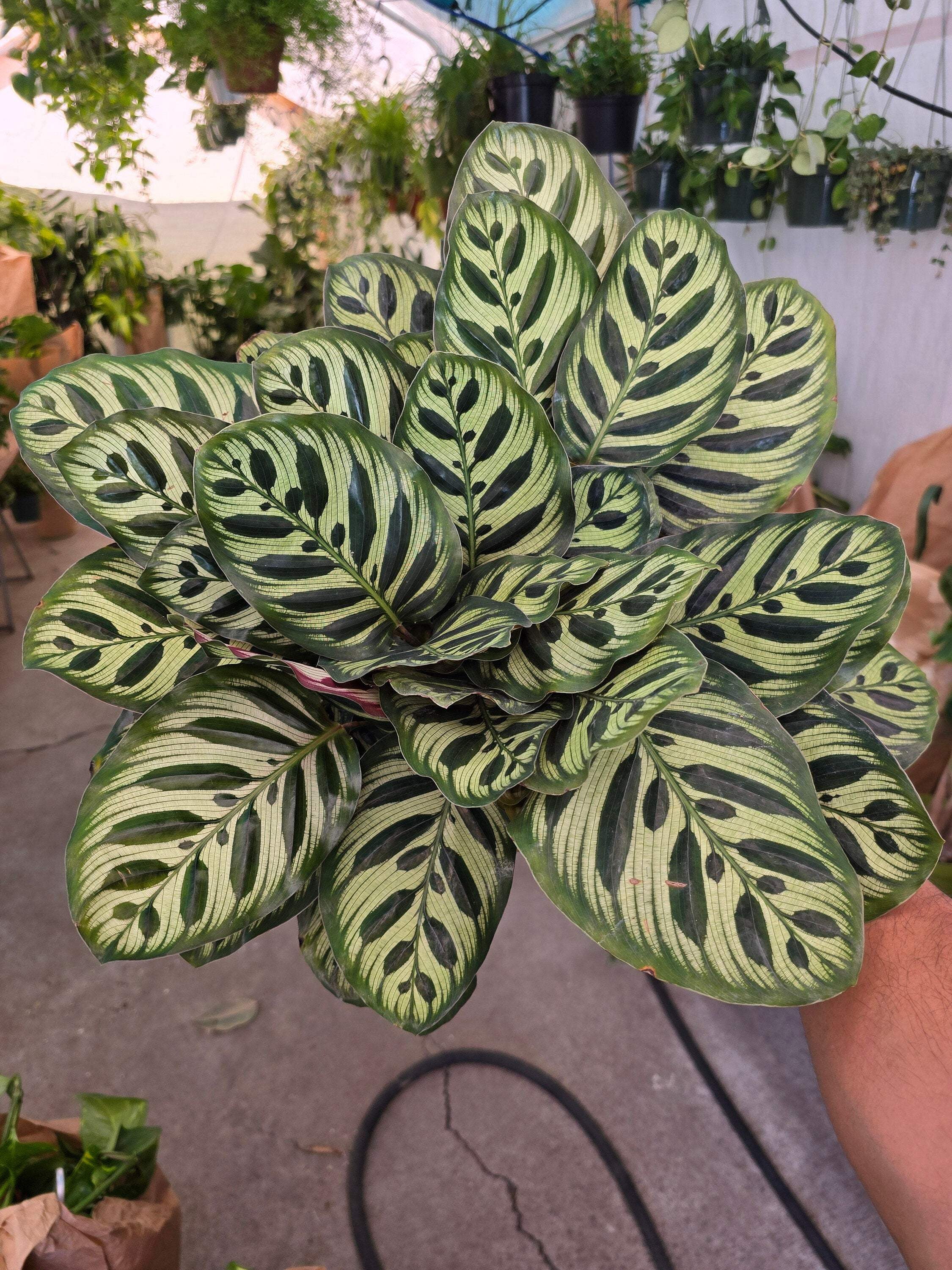 6 inch Pot- Very Full Calathea Makoyana 'Peacock Prayer Plant' - Indoor  Plant- Get similar to the picture! - Walmart.com