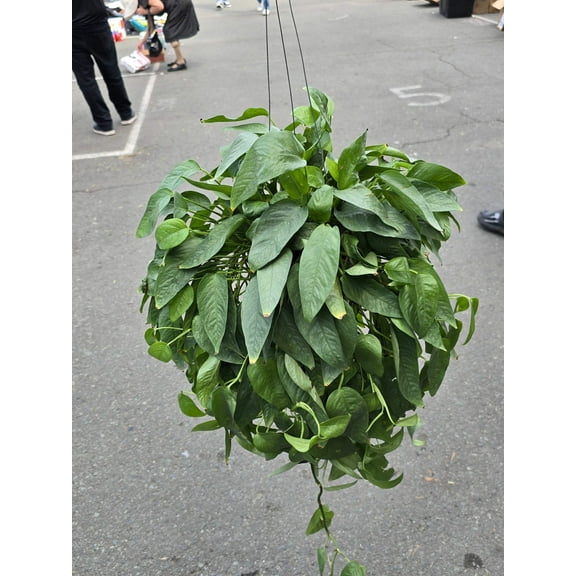 6 inch Pot XL Cebu Blue Pothos (Epipremnum Pinnatum) - Big like the picture! easy care, low light , Get similar to picture
