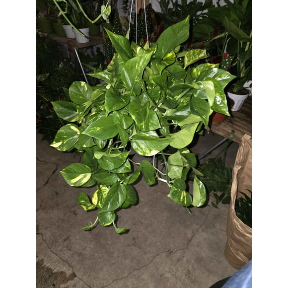 6 inch Pot- XL Golden Pothos hanging plant Elegant Air Purifier Big Bushy plant- Get similar to picture