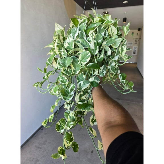 6 inch Pot XL Plant - Pearls and Jade Pothos - N' Joy pothos - Indoor plant air Purifier- Get similar as picture!