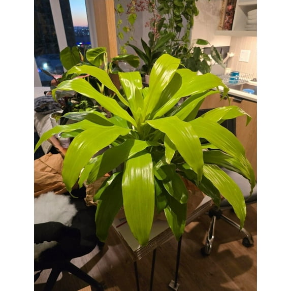 6 inch pot 12" ish tall - Dracena Limelight XL Madagascar Dragon Tree #005