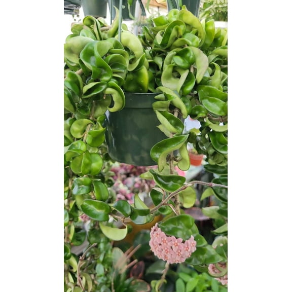 6 inch pot Giant Plant- Hoya Compacta aka Hoya Hindu Rope in Hanging Pot Live Hoya Plant Air-Purifying Plant Compacta - Get similar as picture!