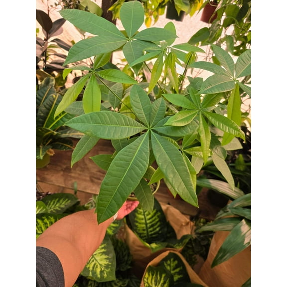 6 inch pot- Money Tree, low light, low water easy to care - Get similar to the picture