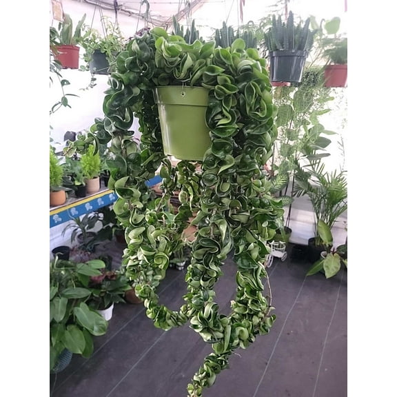 6 inch pot Mother Plant- Hoya Compacta aka Hoya Hindu Rope in Hanging Pot Live Hoya Plant Air-Purifying Plant Compacta - Get one from the picture! 5 available