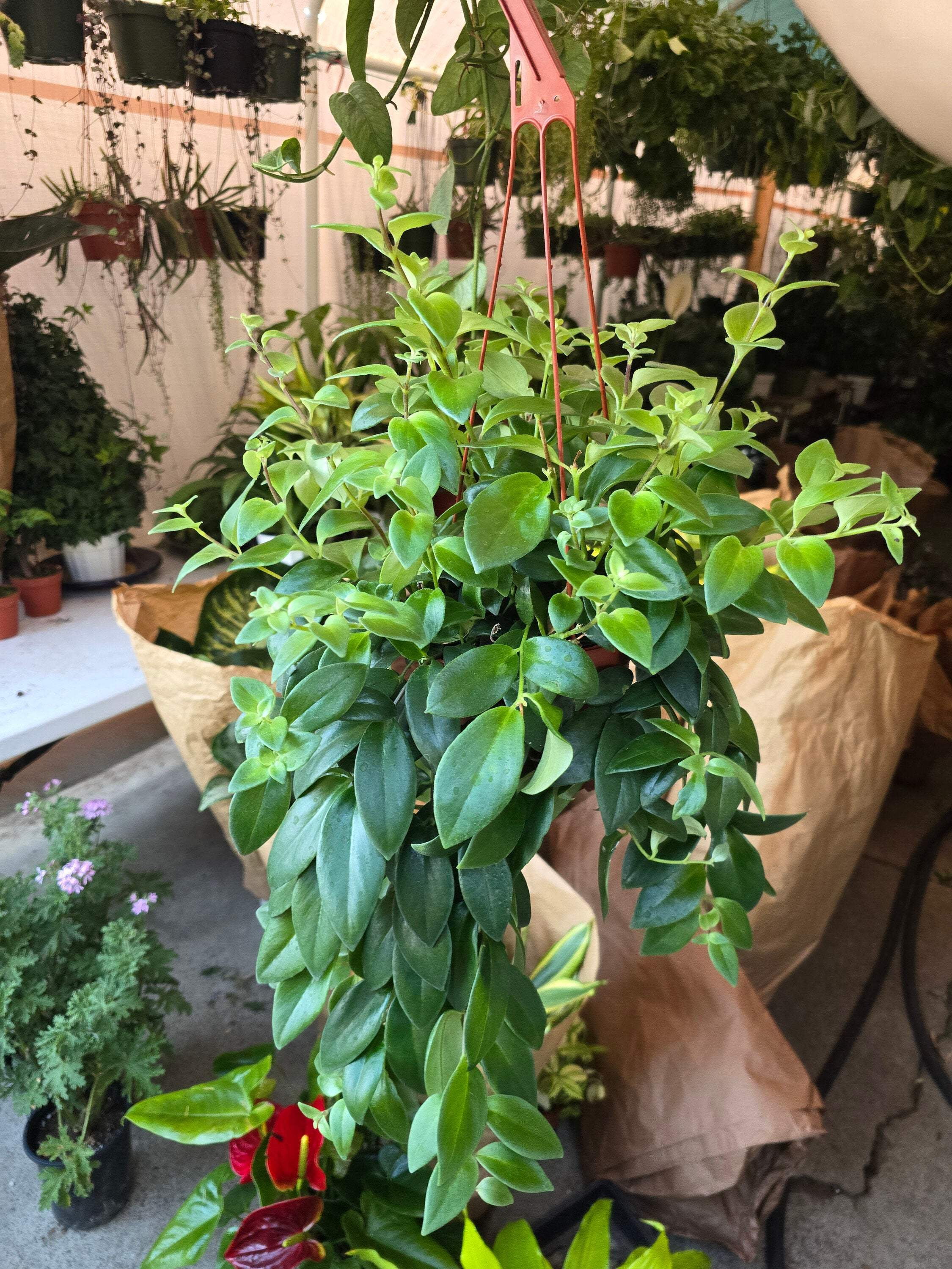Photo inspiration: Fresh Look at 6 Inch Pot Premium Goldfish Plant Nematanthus Shady Lady Marlene