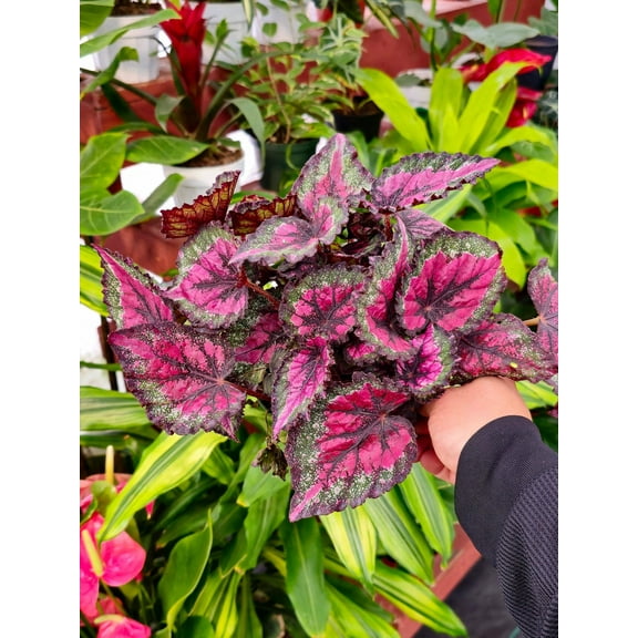 6 inchPot - Raspberry Beret, Begonia Rex, Painted-Leaf Winter Begonia, Unique Homegrown Exclusive, Variegated - in USA